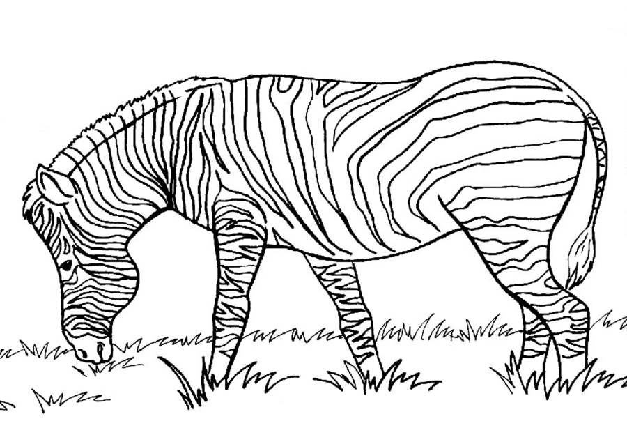 Zebra seitlich
